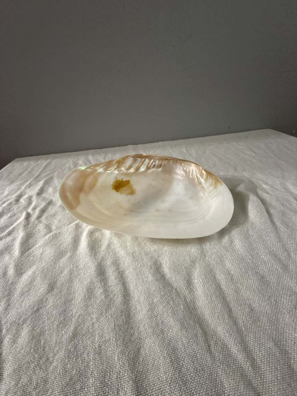 Natural Mother of Pearl Clam Shell Decorative Dish Bowl